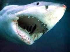 Стали известны подробности о нападениях акул на туристов в Египте