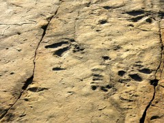 В окрестностях Пекина обнаружены следы динозавров