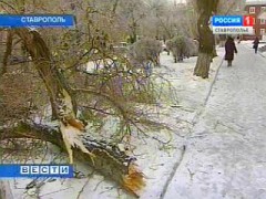 В Ставрополе на два детских сада рухнули деревья
