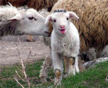 В Южной Осетии компенсируют потери свиней мелким рогатым скотом