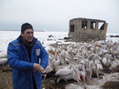 В Дагестане открыли госпиталь для пеликанов