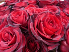 Житель Казахстана заказал для обиженной жены букет из миллиона роз