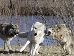 В Ростовской области увеличено вознаграждение за добычу волков и шакалов