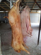 На бойне в Усть-Лабинском районе Кубани изъято полторы тонны свинины без клейм ветнадзора