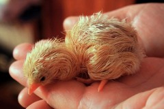 В Шри-Ланке курица родила живого цыпленка