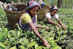 Индия намерена объявить чай национальным напитком
