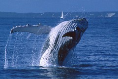 На юге Японии пассажирское судно столкнулось с китом, пострадали 13 человек