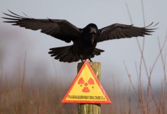 В Ростове-на-Дону награждены ликвидаторы аварии на Чернобыльской АЭС