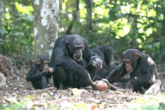 Ученые-биологи обнаружили у шимпанзе «культурные традиции»