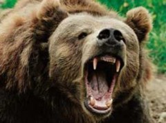 Медведи-людоеды разорвали рыбака на Камчатке