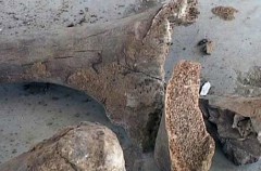 В Башкирии нашли кости неизвестного животного