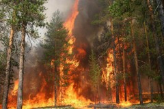 Пятый класс пожароопасности введен в 21 районе Воронежской области