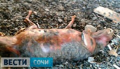 Труп неизвестного животного выкинуло на пляж в Адлере