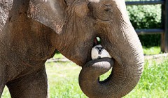 Будущий экстрасенс ЧЕ-2012 по футболу, слониха Читта, проглотила официальный мяч первенства