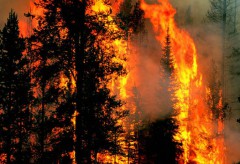 Площадь природных пожаров в Сибири увеличивается по вине местных жителей