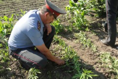 360 кустов конопли и 2,7 кг марихуаны изъяли полицейские на Кубани