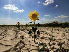 В Калмыкии введен режим ЧС из-за сильной засухи