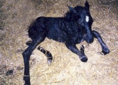 В Ростовском зоопарке у пары рыжих пони родился черный сын