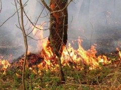 На 22-24 июня в Каневском районе Кубани установлен повышенный уровень пожароопасности