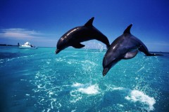 Гены дельфинов позволили ученым определить скорость эволюции мозга