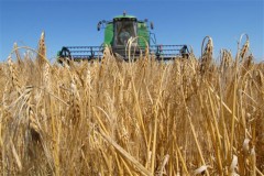 На Кубани продолжается жатва зерновых культур