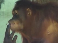 В Индонезии обезьяну будут лечить от никотиновой зависимости