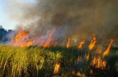 Кубани грозят природные пожары