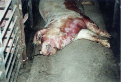 В Усть-Лабинском районе Кубани – вспышка африканской чумы свиней