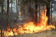 Лесные пожары в Красноярском крае распространяются на новые территории
