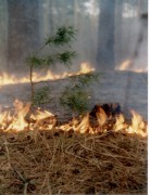 В Туапсинском районе Кубани введен 4 уровень пожароопасности