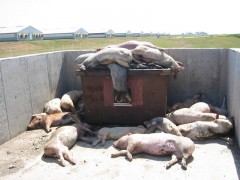9150 свиней могут ликвидировать в Краснодаре до сентября в рамках борьбы с АЧС