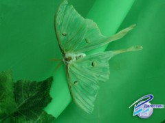 Живых тропических бабочек привезли в Дагестан