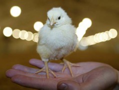 Птицефабрику «Притеречное» открыли в Чечне