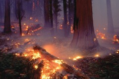 В России действует 33 лесных пожара