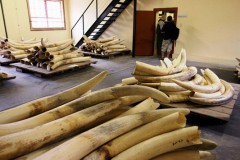 Зимбабве хочет содержать слонов за счет торговли слоновой костью