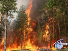 Десять лесных пожаров насчитали в Дагестане с начала года