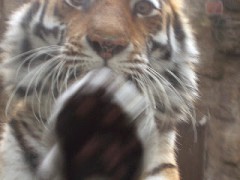 В Кельнском зоопарке тигр на глазах у посетителей растерзал сотрудницу