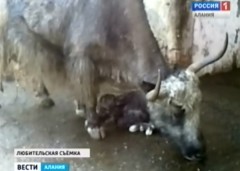 Популяция яков во Владикавказе пополнилась новорожденной в зоопарке