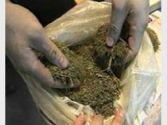 На Кубани хуторянин хранил дома марихуану, изъято более 2 кг наркотика