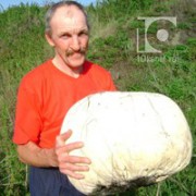 В Кемеровской области рыбак нашел гриб размером с арбуз