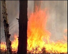 Дагестану угрожают лесные пожары