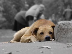 По факту травли собак в одном из парков Москвы возбуждено дело