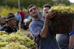 В Дагестане собрали 46 тысяч тонн винограда