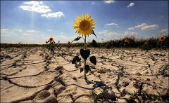 Пострадавшим от засухи сельхозпроизводителям выделят 6 млрд рублей