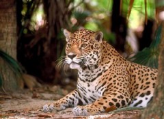Редкие леопарды едут из Лиссабона в Сочинский национальный парк