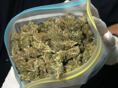 Свыше 1,5 кг марихуаны обнаружили наркополицейские у жителя кубанской станицы Каневской