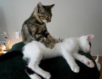Коты-массажисты стали звездами Интернета (видео)