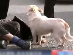 В Китае собачка отчаянно защищала потерявшего сознание хозяина (видео)