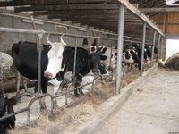 Волгоградский фермер привез из Ростовской области 8 коров, больных бруцеллезом