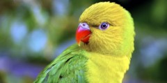 В Новой Зеландии попугая обвиняют в преступной деятельности